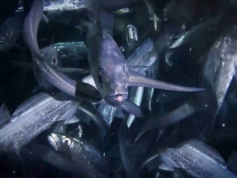 close up photo of hoki fish swimming in clear water