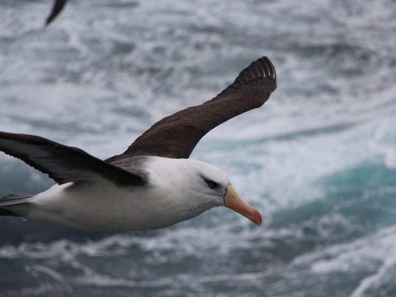 Close-up of an albatross gliding over the ocean with wings fully outstretched. The bird has a white head, dark wings, and a large orange beak, with churning sea water in the background.