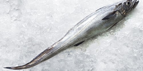 Whole hoki fish – long, silver-skinned New Zealand white fish displayed on crushed ice, known for its mild flavour and flaky