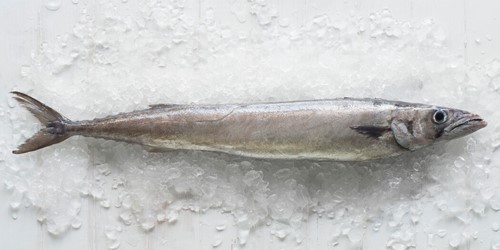 Whole barracouta fish – elongated, silver-skinned wild-caught New Zealand species displayed on ice, known for its firm texture and rich flavour.