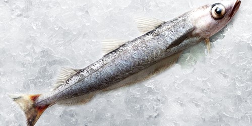 Whole southern blue whiting – slender, silvery New Zealand deepwater fish with distinctive dorsal fins, displayed on ice block