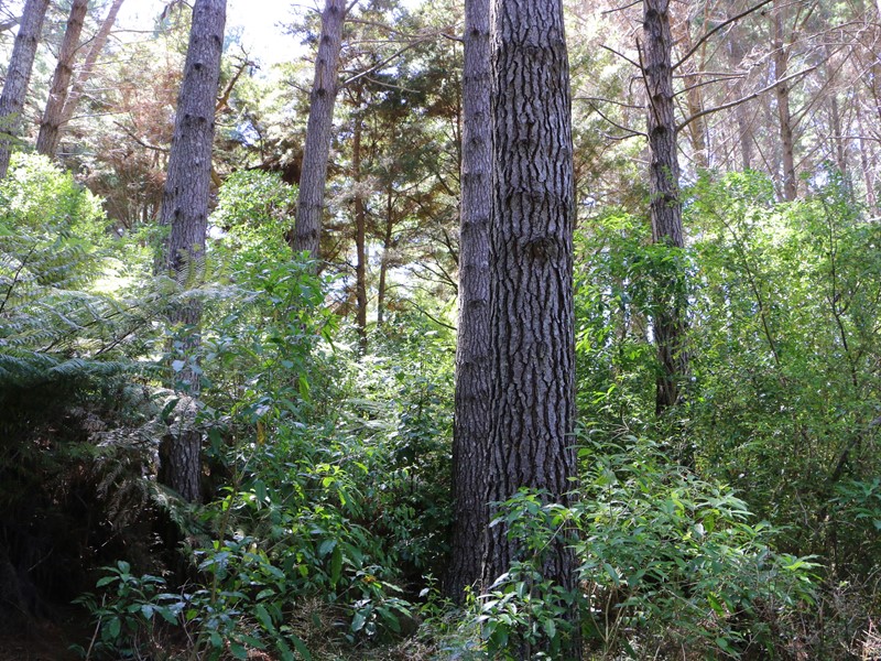 green trees and shrub with sunlight sining through the background.