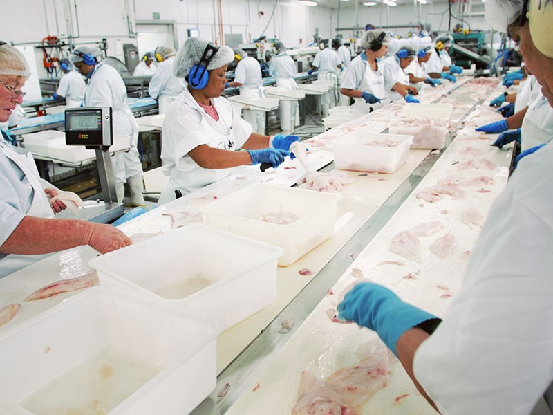 Workers wearing protective clothing and gloves processing fish fillets on a production line in a seafood factory.