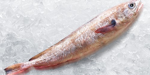fish lying on a bed of ice
