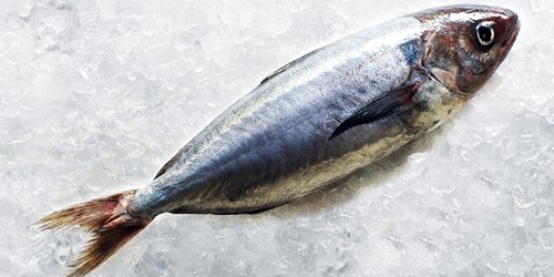 silver warehou whole frozen on crushed ice block by sealords