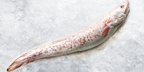 Whole ling fish – elongated, pale pink and white New Zealand deepwater species displayed on ice, known for its firm texture and mild flavour.