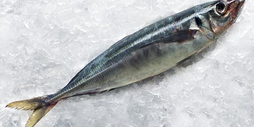 jack mackerel whole on diagonal placed on a crushed ice block