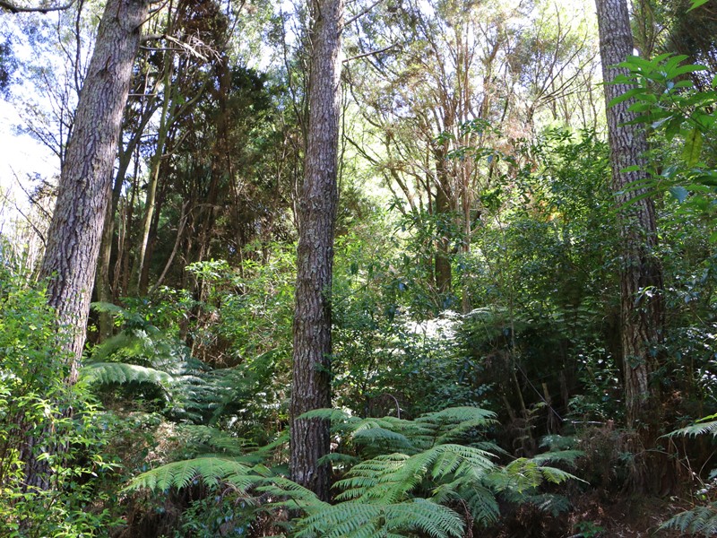 Sunlight streaming through a lush green forest filled with native trees, ferns, and surrounding bush and scrub