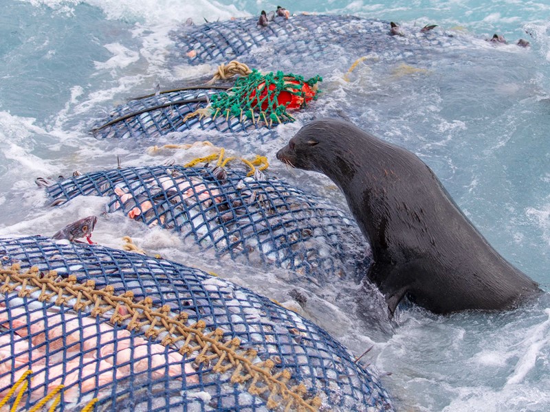 seal climbing on top of sealords commercial fishing net in the ocean