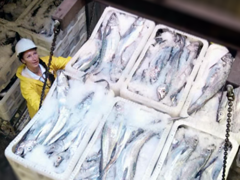 fish lying in ice buckets stacked on top of each other stored on one of the sealords boats with a worker in a yellow jumpsuit and a white safety hat standing next to these buckets of frozen fish