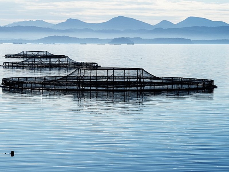 Calm sea with three salmon farming nets lined up in the water, set against a backdrop of mountains and a cloudy sky.