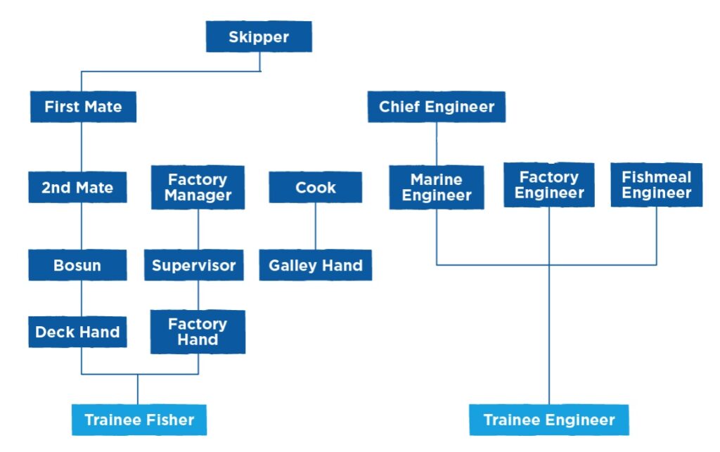 Trainee Fisher can progress to Deck/Factory Hand, then to Bosun/Supervisor, up to 2nd Mate/Factory Manager, and First Mate, reporting to the Skipper. Galley Hand reports to Cook. Trainee Engineer advances to Marine, Factory, or Fishmeal Engineer, under the Chief Engineer, who also reports to the Skipper.
