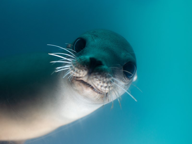 underwater shot of seal looking into camera up close