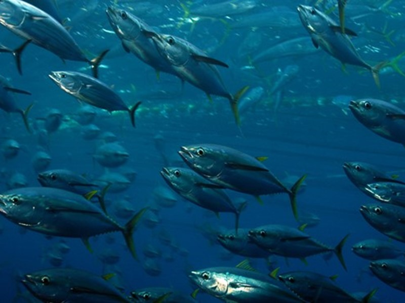 School of fish swimming together in the clear blue ocean, captured in an underwater photo.