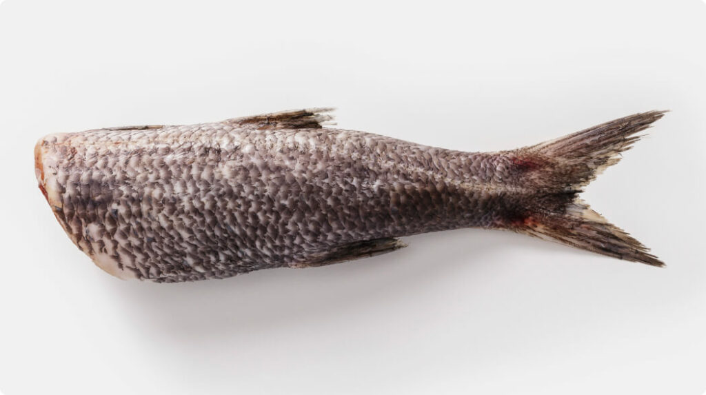 Whole Cardinal Dressed fish, head removed, skin-on with scales and tail intact.