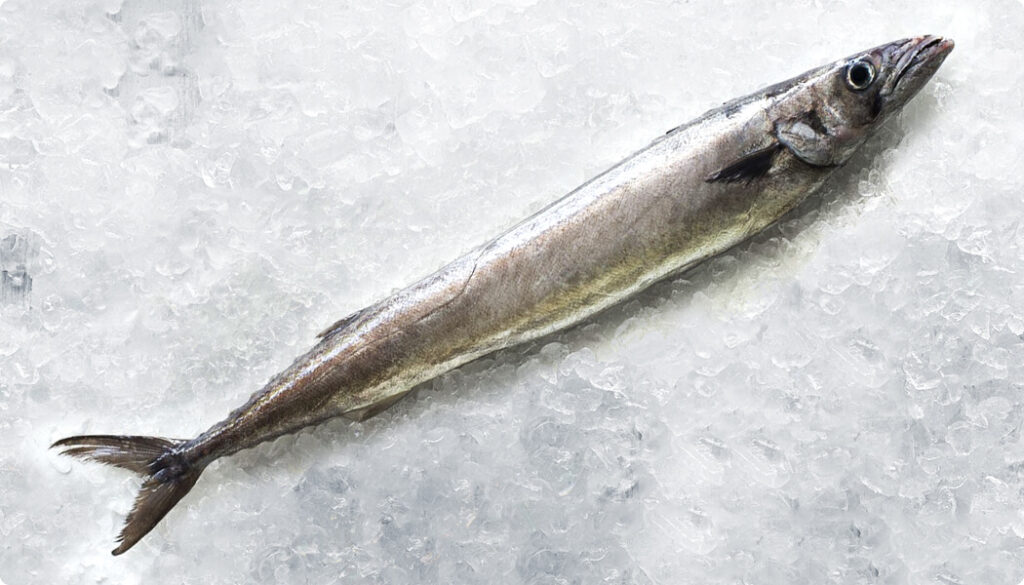 barracouta whole with kin on, frozen on top of ice