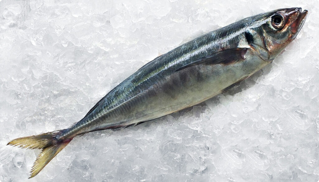 jack mackerel whole with skin on, lying ob bed of ice